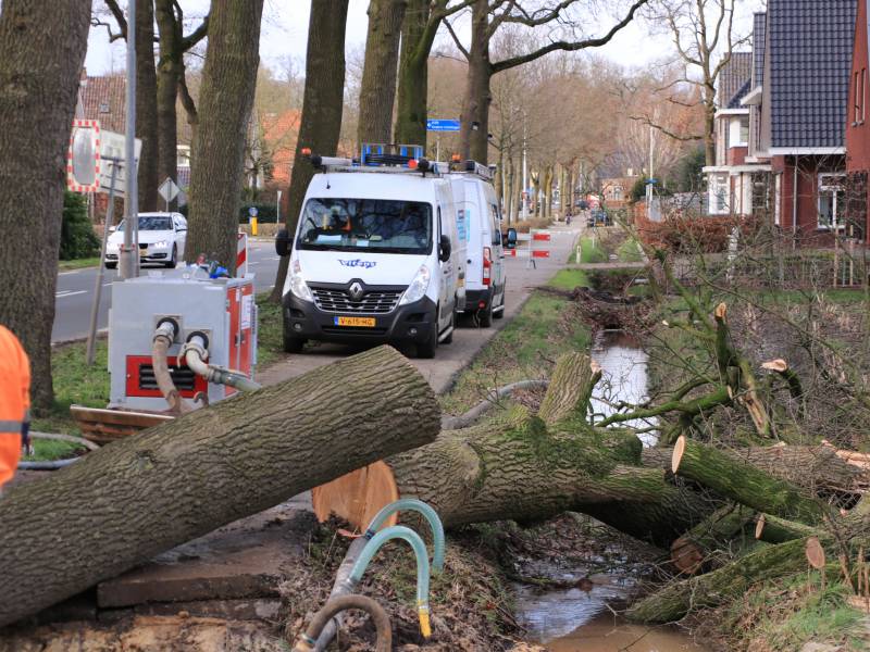 Boom gekanteld na waterleidingbreuk