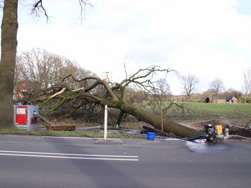 Boom gekanteld na waterleidingbreuk