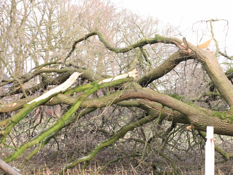 Boom gekanteld na waterleidingbreuk