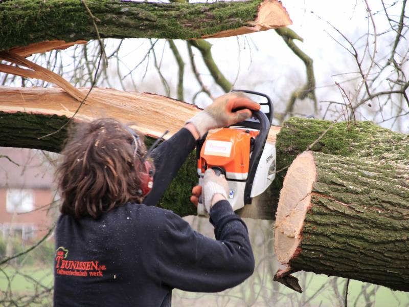 Boom gekanteld na waterleidingbreuk