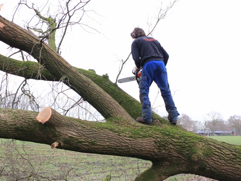 Boom gekanteld na waterleidingbreuk
