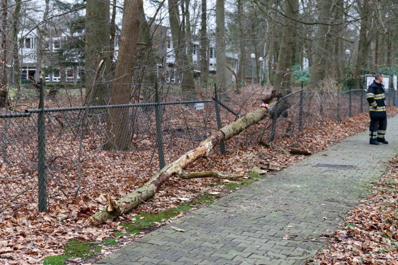 Peperdure BMW fors beschadigd door omgevallen boom