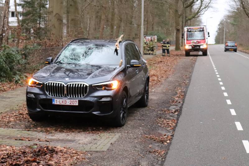 Peperdure BMW fors beschadigd door omgevallen boom