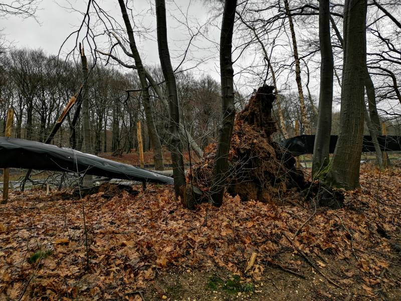 Bomen naast snelweg omgevallen door storm