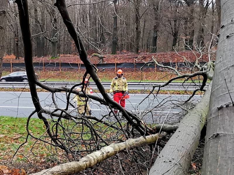 Bomen naast snelweg omgevallen door storm