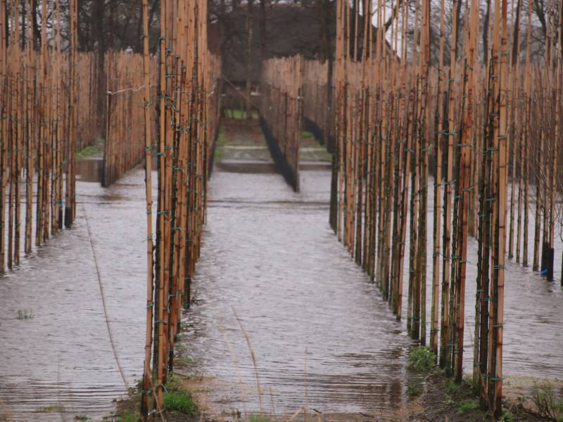 Weiland en fietspad volgelopen na fikse regenbui
