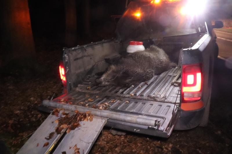 Wild zwijn overleden na aanrijding met auto