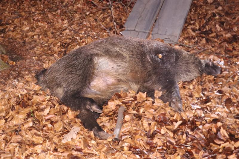 Wild zwijn overleden na aanrijding met auto