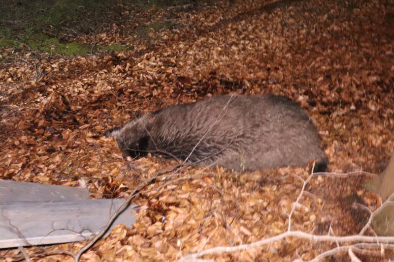 Wild zwijn overleden na aanrijding met auto