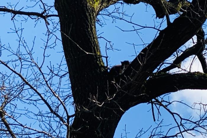 Kat kiest hazenpad na reddingsactie brandweer