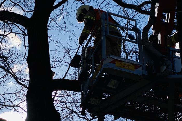 Kat kiest hazenpad na reddingsactie brandweer