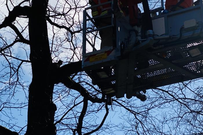 Kat kiest hazenpad na reddingsactie brandweer