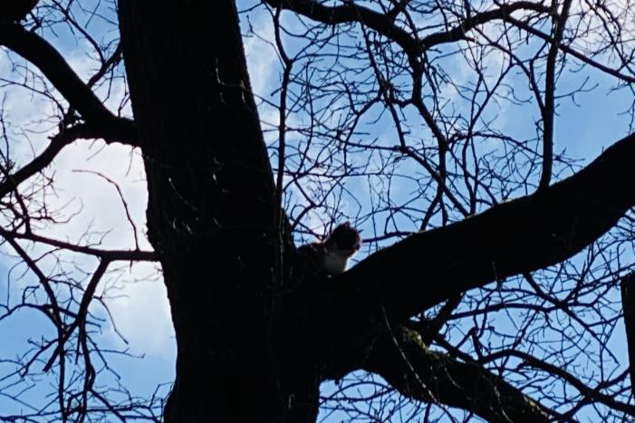 Kat kiest hazenpad na reddingsactie brandweer