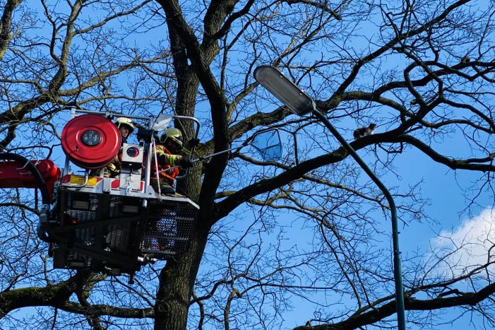 Kat kiest hazenpad na reddingsactie brandweer