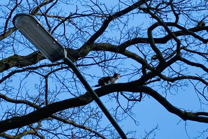 Kat kiest hazenpad na reddingsactie brandweer