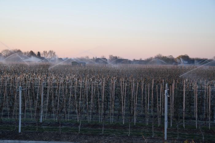 Fruitteler beregent bomen tegen vorst