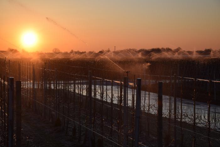 Fruitteler beregent bomen tegen vorst