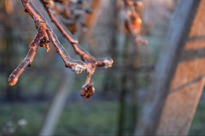 Fruitteler beregent bomen tegen vorst