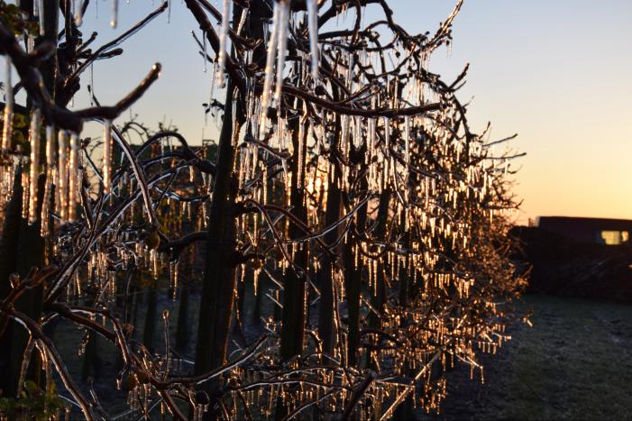 Fruitteler beregent bomen tegen vorst