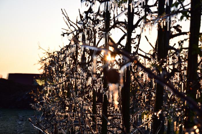 Fruitteler beregent bomen tegen vorst