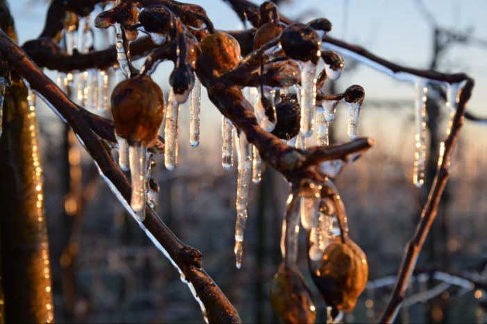 Fruitteler beregent bomen tegen vorst