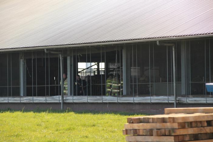 Koe door vloer van koeienstal gezakt