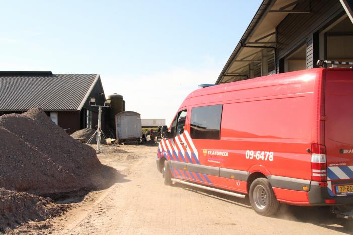 Koe door vloer van koeienstal gezakt