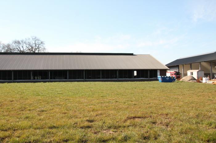 Koe door vloer van koeienstal gezakt