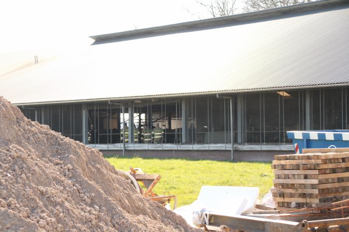 Koe door vloer van koeienstal gezakt