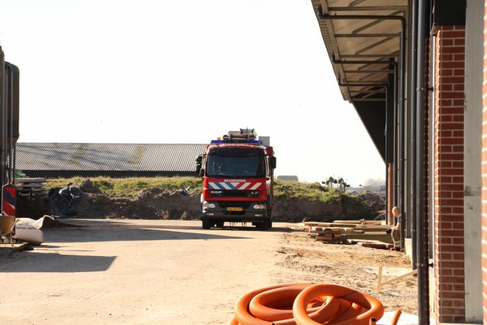 Koe door vloer van koeienstal gezakt