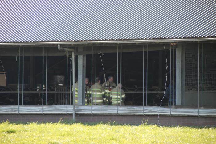 Koe door vloer van koeienstal gezakt