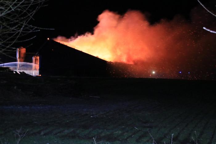 Grote brand in loods varkenshouderij