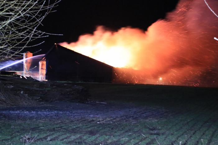 Grote brand in loods varkenshouderij