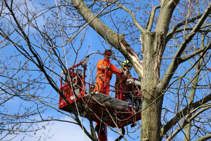 Grote tak dreigt op geparkeerde auto's te vallen