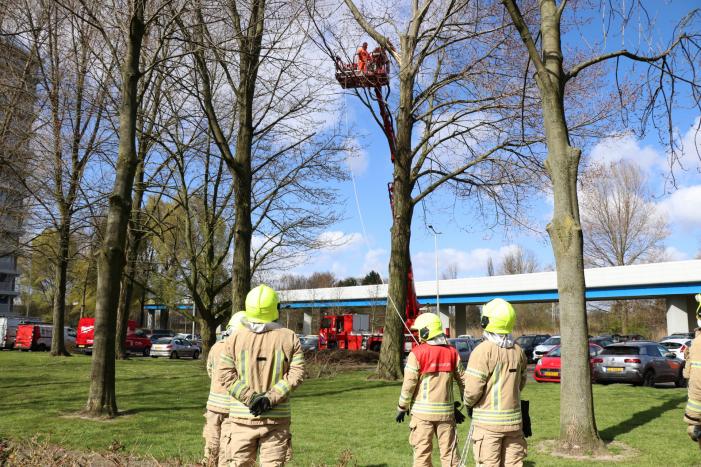 Grote tak dreigt op geparkeerde auto's te vallen