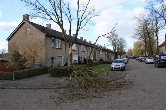 Grote tak breekt af door harde wind