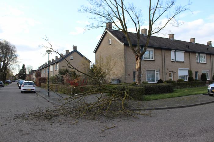 Grote tak breekt af door harde wind