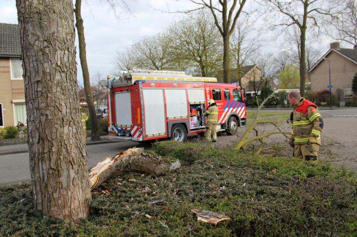 Grote tak breekt af door harde wind