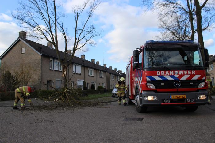 Grote tak breekt af door harde wind