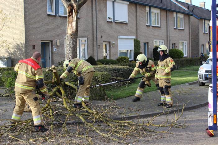 Grote tak breekt af door harde wind