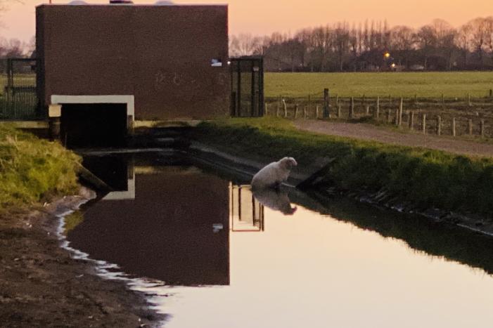 Schaap te water geraakt bij gemaal