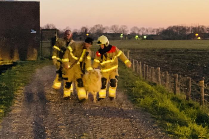 Schaap te water geraakt bij gemaal