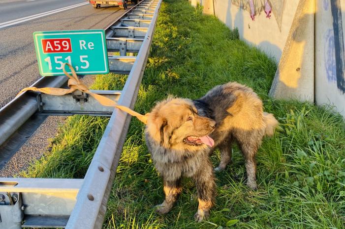 Hond loopt snelweg op