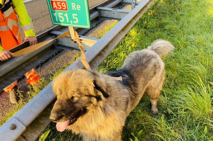 Hond loopt snelweg op