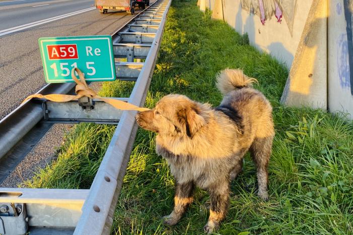 Hond loopt snelweg op