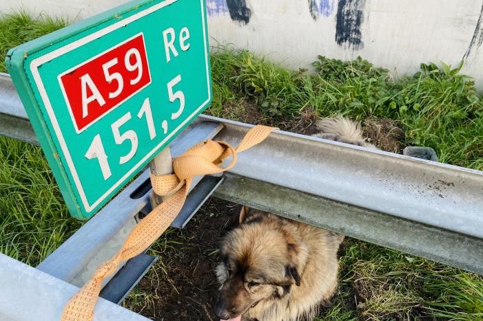 Hond loopt snelweg op