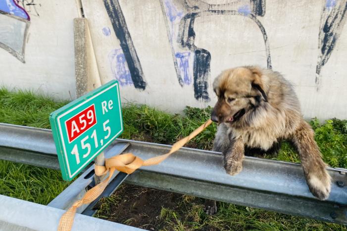Hond loopt snelweg op
