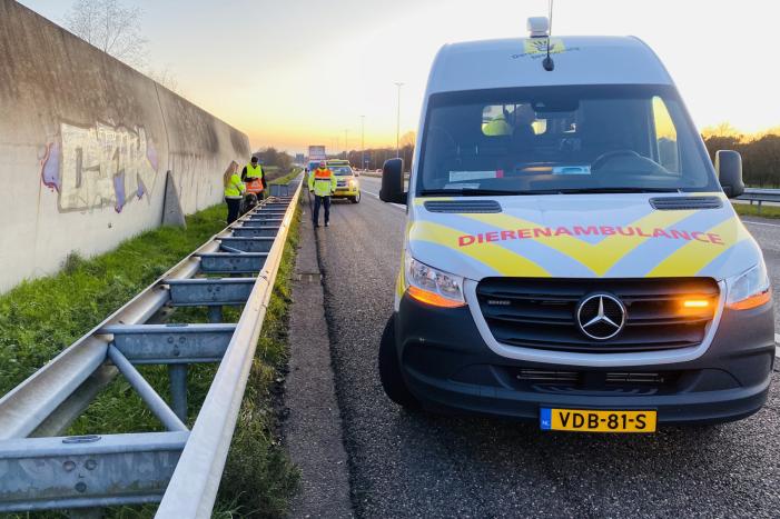 Hond loopt snelweg op