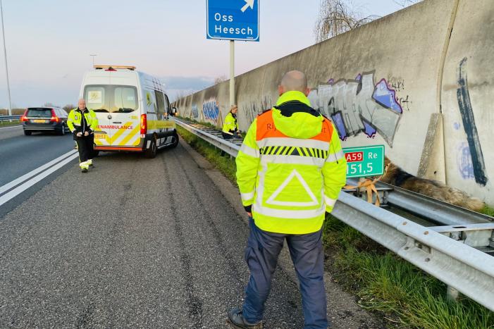 Hond loopt snelweg op