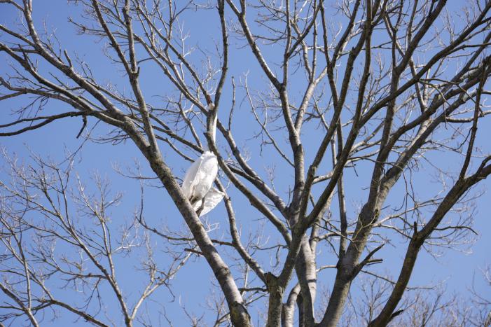 Voorbijgangers vinden dode zwaan in boom